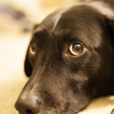 Profile Picture of Daniel Ying (@SiliconWiley) on Twitter