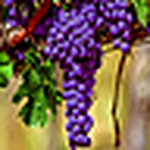 Profile Picture of Tony Pecorella (@tony pecorella) on Flickr