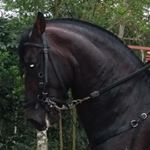 Profile Picture of Ricardo E Morales Almario (@riemoal) on Instagram