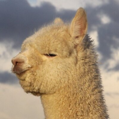 Profile Picture of David Steen (@robotuous) on Twitter