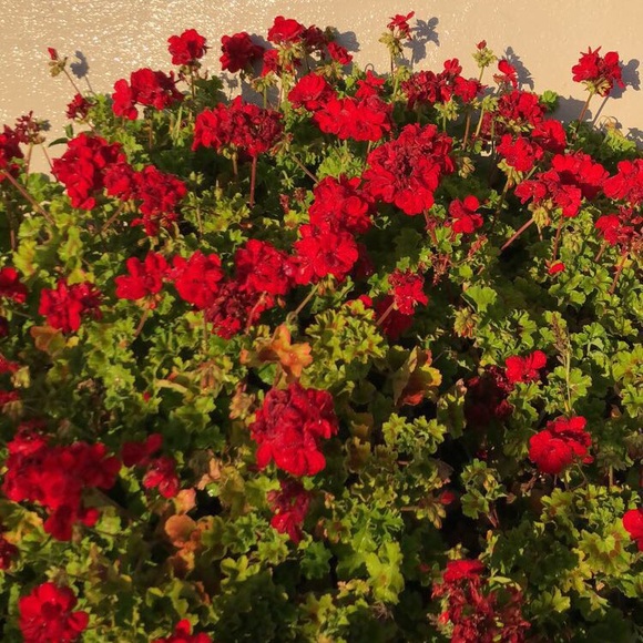 Profile Picture of Eliana Cerda (@eliana_c) on Poshmark