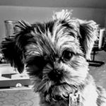 Profile Picture of Hugo Mazanek (@insta.dog.nala) on Instagram