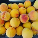 Profile Picture of Pablo Lorenzo Dávila (@_pablomelocoton_) on Instagram