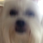 Profile Picture of Joe Pinsonneault (@swagmasterjoepin) on Instagram