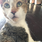 Profile Picture of Joseph Pluchino (@josephpluchino6949) on Youtube