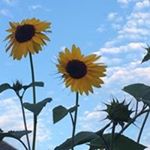 Profile Picture of Janet Mcmaster (@jmcmaster) on Instagram