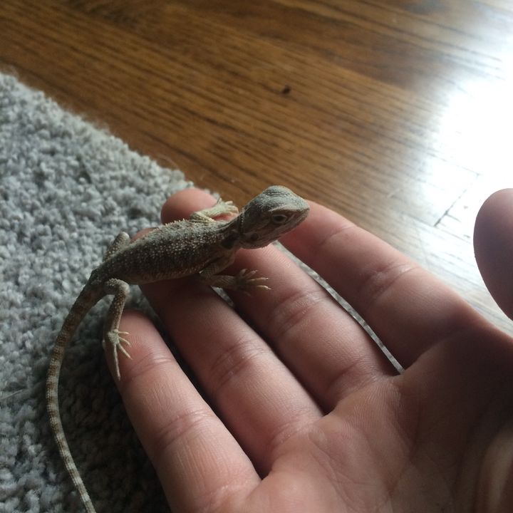 Profile Picture of alexanderbspears (@alexanderbspears) on Tiktok