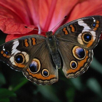 Profile Picture of Sana Mirza (@SanaMehfooz) on Twitter