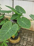 Profile Picture of Colocasia giganteaon Wikipedia