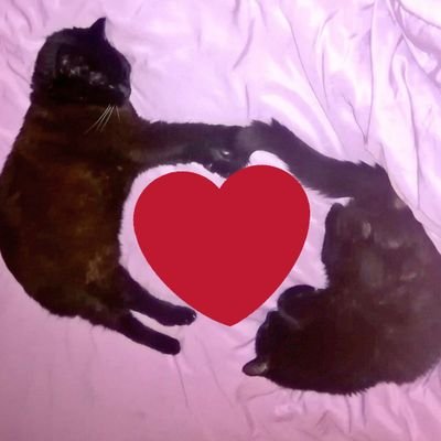 Profile Picture of Bob Ze Chat™ & JoJo 🌈 🐱🐱♥ (@bibzey) on Twitter