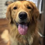 Profile Picture of B E N N E T T the G O L D E N (@bennett_the_golden) on Instagram