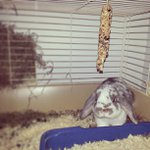 Profile Picture of Michael McBryde (@oricatage) on Instagram