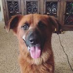 Profile Picture of Rusty Miller (@life_is_rusty) on Instagram