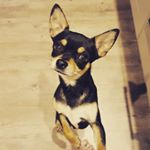 Profile Picture of Dennis & Reggie (@dennis.mennis.vip) on Instagram