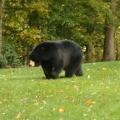 Profile Picture of Ralph Mannarino (@ralphmannarino5019) on Youtube