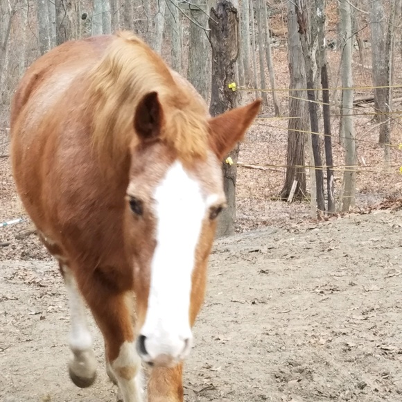 Profile Picture of Sue Haining (@snooze1684) on Poshmark