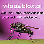 Profile Picture of Witek Ochał (@vitoos1) on Flickr