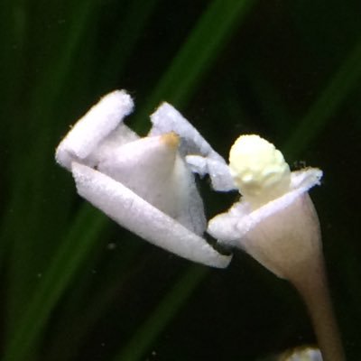 Profile Picture of Hock Ng (@hock) on Twitter