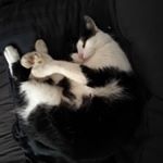 Profile Picture of Michaela Ciesielski (@cisi.ela) on Instagram