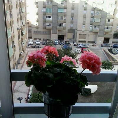 Profile Picture of Isabel Perez Zavala (@mipzavala1957) on Twitter