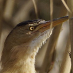 Profile Picture of Francisco Javier Galvez Cabrera (@galvezcabrera) on Flickr