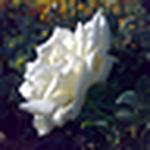 Profile Picture of Tarab Zehra (@tarab zehra) on Flickr