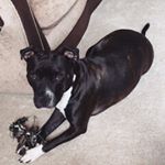 Profile Picture of Toby Joyce (@toby.the.staffie) on Instagram