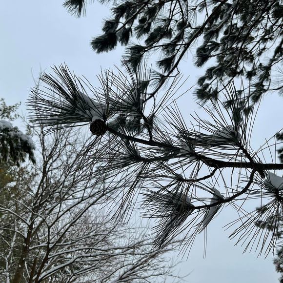 Profile Picture of Margita Jurcik (@gitulienka1) on Poshmark