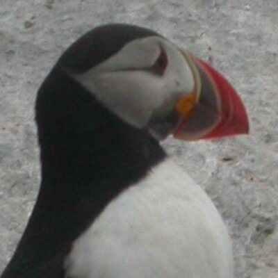 Profile Picture of Natalie Phillips (@nphillipsca) on Twitter
