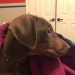 Profile Picture of Odin James Bricker (@odinthelord2019) on Instagram