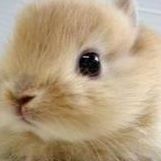 Profile Picture of Sophia Chae (@sophia.chae.148) on Facebook