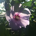 Profile Picture of Sam (@samconstantinomusic) on Instagram