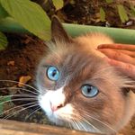 Profile Picture of Alena Behnke (@alenabehnke) on Instagram