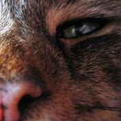 Profile Picture of Stephen Reynolds (@stephenreynolds3342) on Youtube