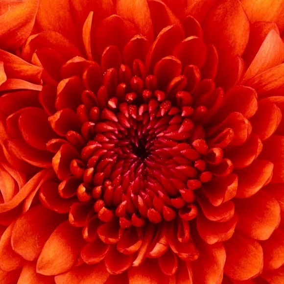 Profile Picture of Maria Onate (@mariaonate) on Poshmark