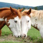 Profile Picture of Kinzley Byerman (@skyehorse02) on Instagram