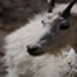 Profile Picture of James & Peggy Hamilton (@goathead photo) on Flickr