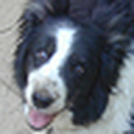 Profile Photo of Rebecca Clark (@border collie lover) on Flickr