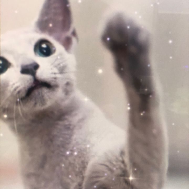 Profile Picture of Cora Moses (@rszyzxg) on Tiktok