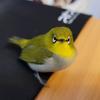 Profile Picture of ✅ Joshua Haskell ✅ (@.joshua.haskell) on Tiktok