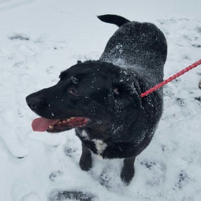 Profile Picture of Lisa Brocco-Collia Anugini222@gmail.com (@FOREVERFRIENDNJ) on Twitter