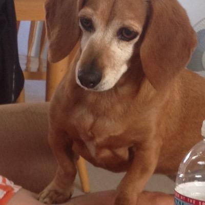 Profile Picture of Cindy Elmquist (@nomoresweets4me) on Twitter