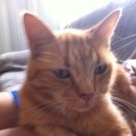 Harry Haslam - Instagram Profile Picture of Harry Haslam (@mr_barrista) on Instagram