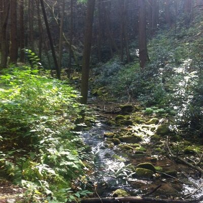 Chris Medved - Twitter Profile Picture of Chris Medved (@birdiemom4) on Twitter