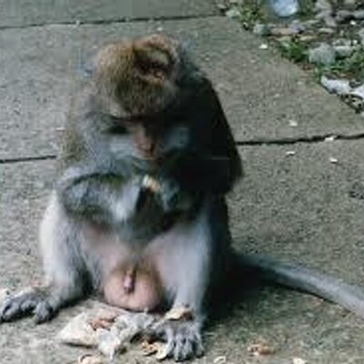 Profile Picture of Dick Hurtz (@SirMunnkeyNutz) on Twitter