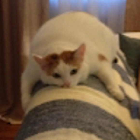 Profile Picture of Rhea Aronhalt (@rheaaronhalt) on Poshmark