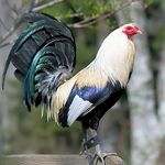 Profile Picture of Alvaro Carrasco (@johnny.carrasco.756) on Instagram