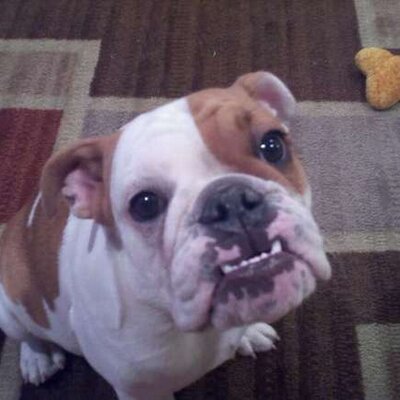 Profile Picture of Adam Hoestermann (@@Adam_Hoesterman) on Twitter