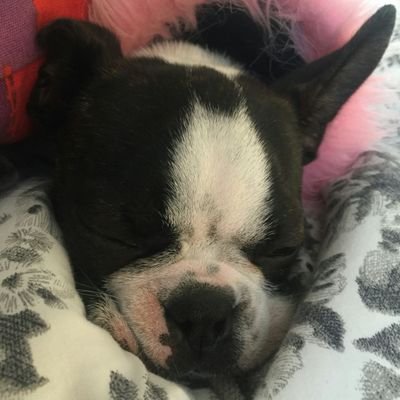 Profile Picture of Mason Woolley (@MasAndMax) on Twitter