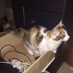 Profile Picture of Arlo Keith (@arlo_pippin) on Instagram